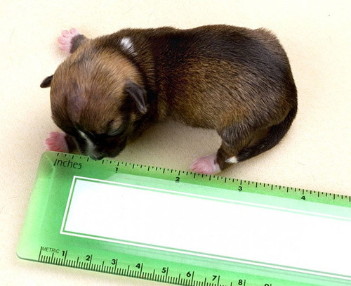 Самая маленькая собака в мире