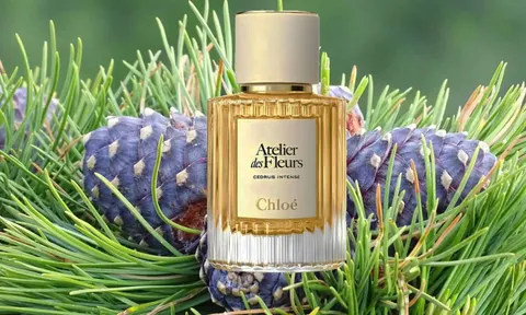 Cedrus від Chloé: аромат, що переносить у сонячний ліс посеред осені