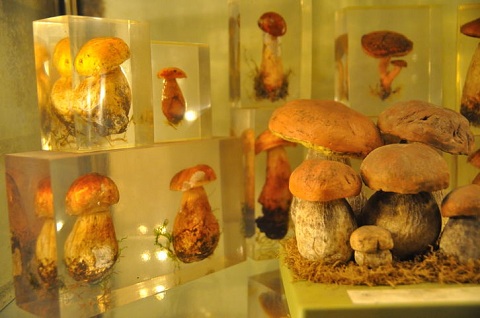 Музей грибов 