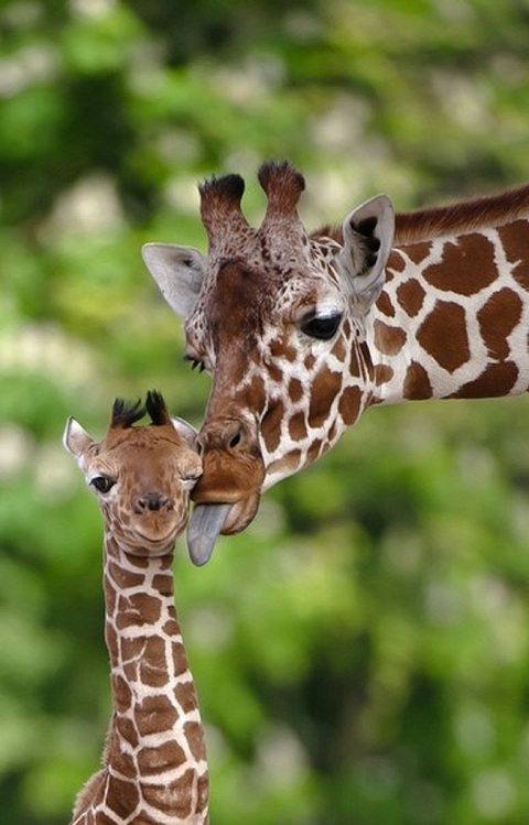жираф и детеныш