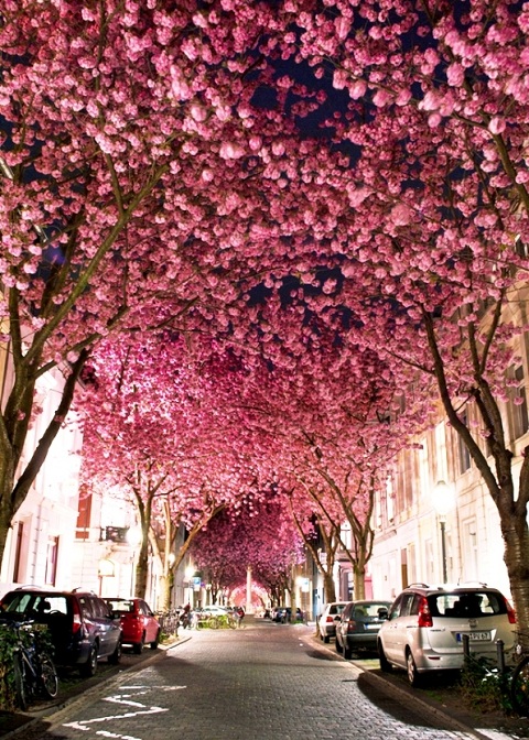 Тоннель цветущей вишни 