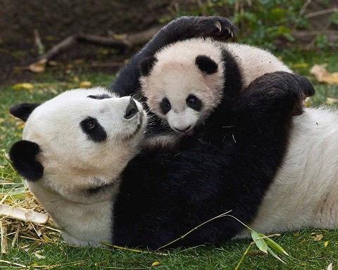панда и детеныш