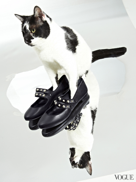Обувь и кошки