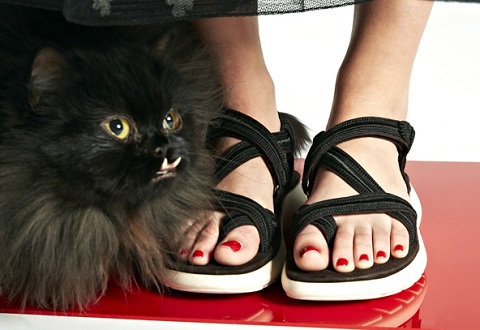 Обувь и кошки