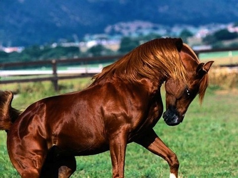 Прически лошадей