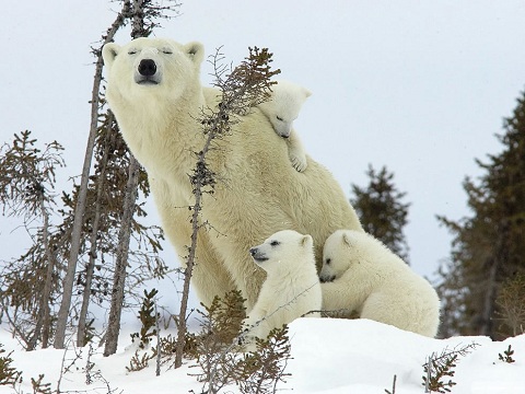 белый медведь и детеныш