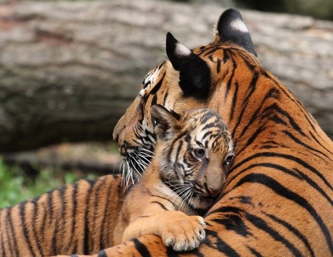 тигр и детеныш