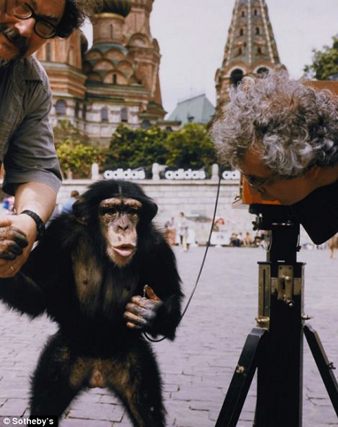 шимпанзе с фотоаппаратом