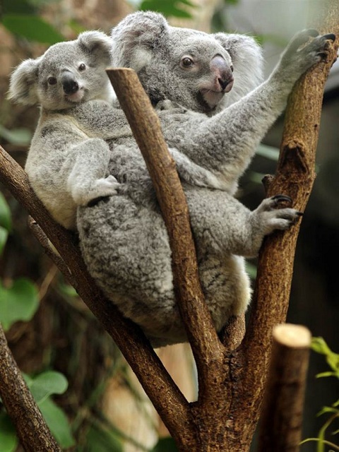 коала и детеныш