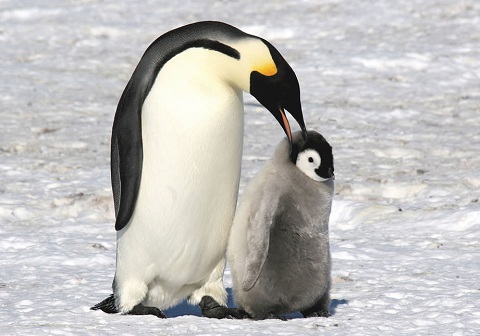 пингвин и детеныш