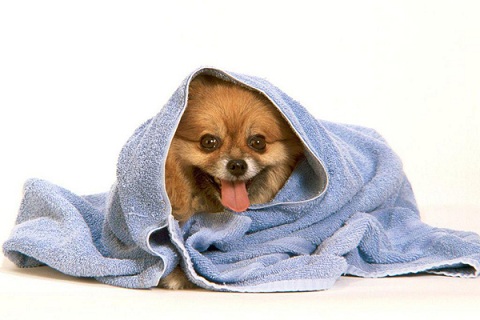 Собака в полотенце